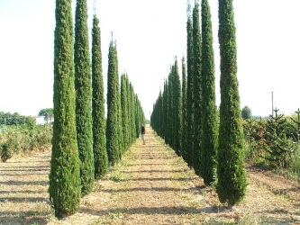 Cupressus sempervirens Pyramidalis